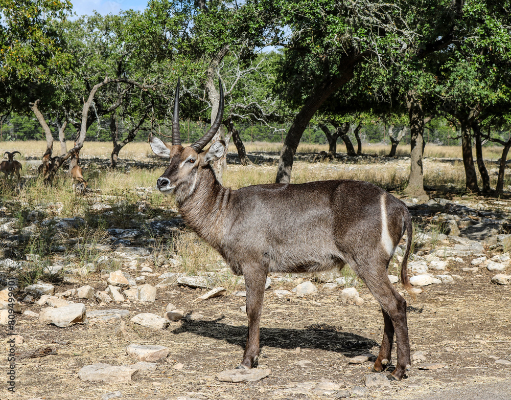 Waterbuck Antelope at Natural Bridge Wildlife Park. Waterbuck Antelope at Natural Bridge Wildlife Park.