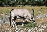 Gemsbok or South African Oryx Antelope.