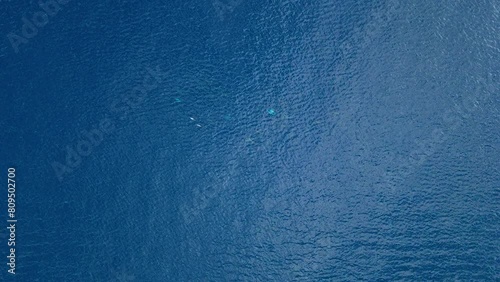 Aerial panormaic top down overview of pod of dolphins surfacing in Caribbean waters photo