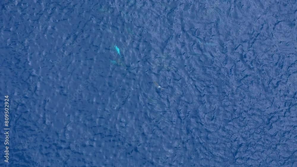 Pod of dolphins play and hunt together in Caribbean clear waters off coast of Curacao, aerial drone