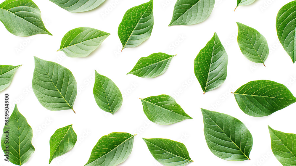 Green leaves isolated on a transparent background Green leaves isolated on a transparent background