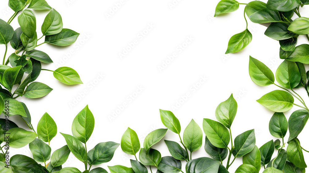 Green leaves isolated on a transparent background