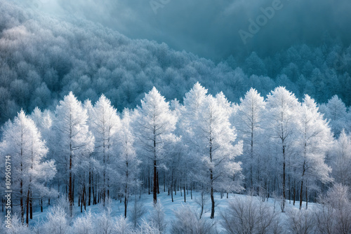 Frosty Serenity: Snow-Covered Trees on a Hillside Bathed in Blue Light, Capturing Winter’s Quiet Beauty