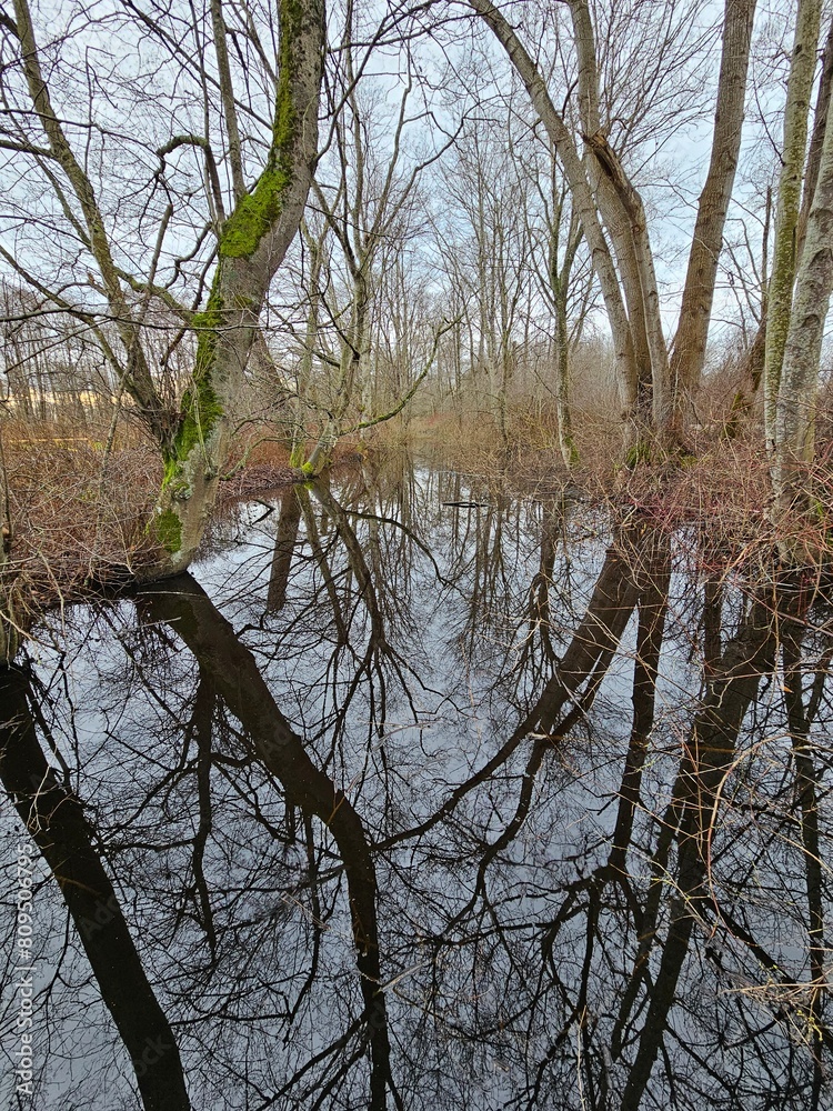 trees in the water