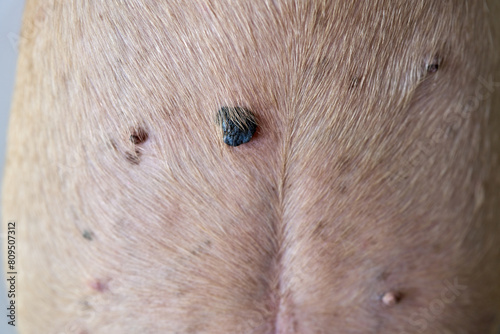 Growing Tumor or Cyst on an Old French bulldog belly.                             