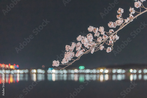 경포호의 봄 야경