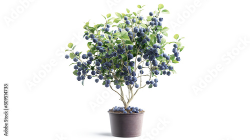 Healthy blueberry plant with luscious fruits isolated on a transparent background 