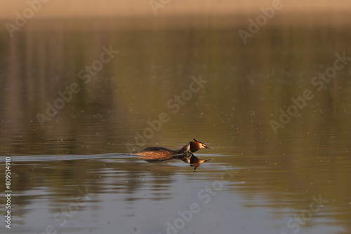 Fototapeta Naklejka Na Ścianę i Meble -  Great crested grebe - Podiceps cristatus - swimming in colorful calm  water. Photo from Masurian Lake Land in Poland.