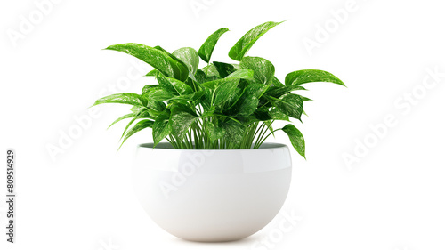 Healthy green plant in a white pot isolated on a transparent background