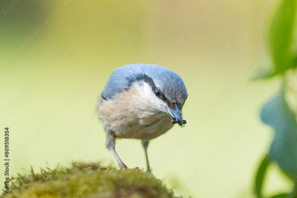 Obraz premium Eurasian nuthatch or wood nuthatch - Sitta europaea with insect in beak on yellow background. Photo from Masurian Lake Land in Poland.