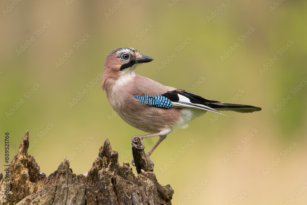 Eurasian jay - Garrulus glandarius perched at colorful background. Photo from Masurian Lake Land in Poland. Eurasian jay - Garrulus glandarius perched at colorful background. Photo from Masurian Lake Land in Poland.