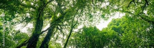 Green tree forest with sunlight through green leaves. Natural carbon capture and carbon credit concept. Sustainable forest management. Trees absorb carbon dioxide. Natural carbon sink. Environment day