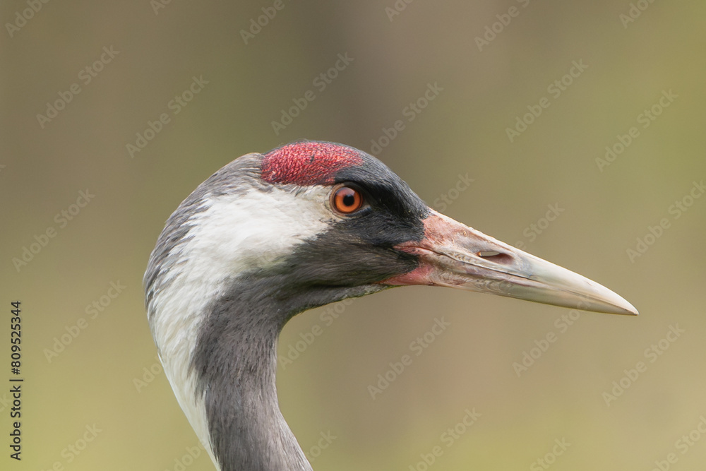Common crane, Eurasian crane - Grus grus portrait, close up with brown background. Photo from Lubusz Voivodeship in Poland.
