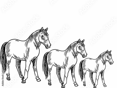 Illustration of young horses on white background © Kamat