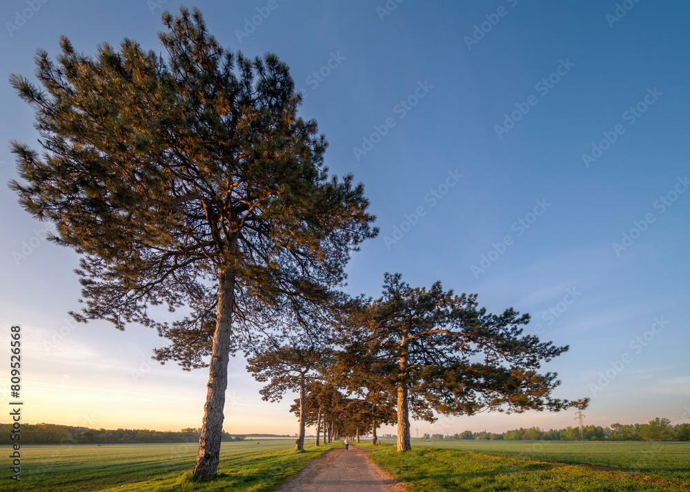 Fototapeta premium Beautiful way with black pine rows on both sides. This is the Fenekpuszta pine alle next to lake Balaton, near by Keszthely city. Hungarian name is Fenekpusztai fenyves alle