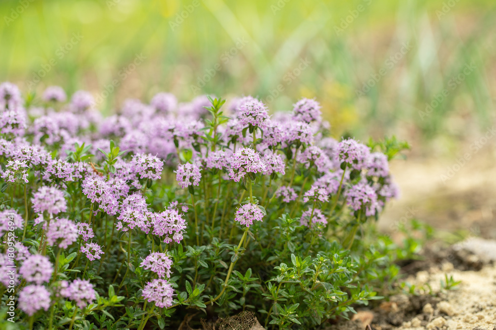 Perennial cushion  of pink blooming of winter savory (Satureja montana). Copy space.
