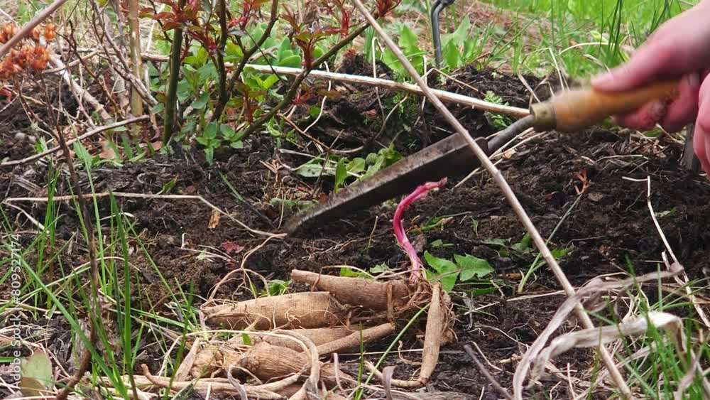 Patting the ground and digging a hole in a garden