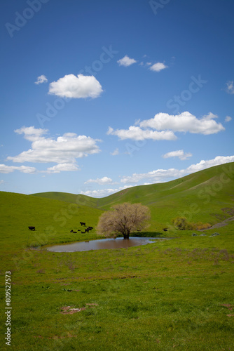 landscape with grass and sky, Livermore, California