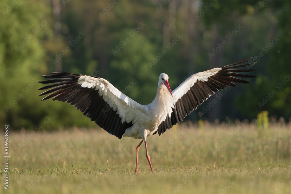 Fototapeta premium White stork - Ciconia ciconia on meadow with spread wings at green background. Photo from Lubusz Voivodeship in Poland.