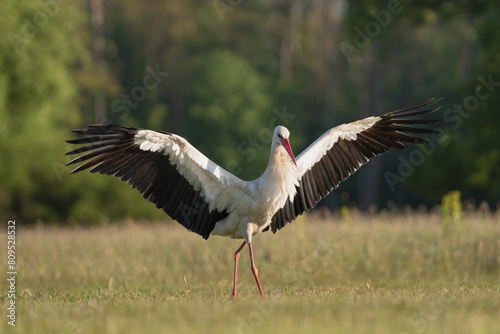 White stork - Ciconia ciconia on meadow with spread wings at green background. Photo from Lubusz Voivodeship in Poland.