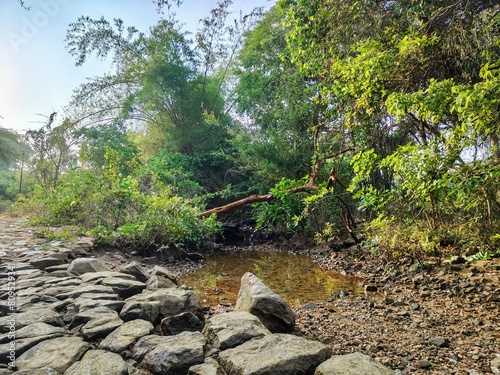 running stream near the dense rain forest