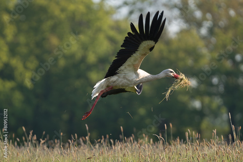 White stork - Ciconia ciconia Flying over meadow with hay in beak. Photo from Lubusz Voivodeship in Poland.	 photo