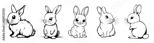 illustration of set rabbit isolated on a white background.