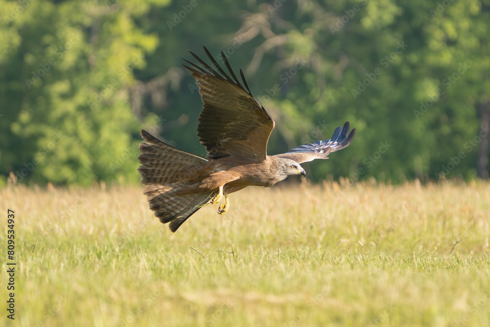 black kite - Milvus migrans in flight with meadow and trees in background. Photo from Lubusz Voivodeship in Poland.