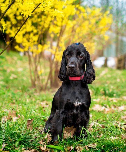 A black English cocker spaniel dog is sitting in the grass. The dog has a collar and tied tails. Spring. Training. The photo is horizontal and blurry