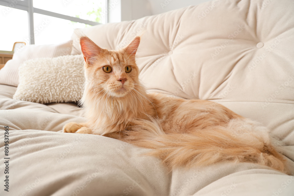Cute beige Maine Coon cat lying on white sofa at home Cute beige Maine Coon cat lying on white sofa at home