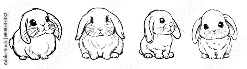 illustration of set holland lop isolated on a white background, vector rabbit