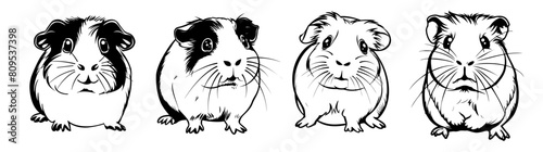 illustration vector of set Guinea pig isolated on a white background.