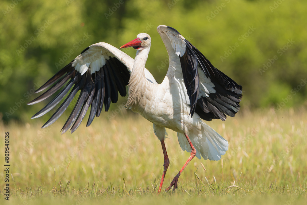 Fototapeta premium White stork - Ciconia ciconia on meadow with spread wings at green background. Photo from Lubusz Voivodeship in Poland.