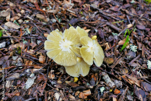 Yellow Field Cap Mushroom (Bolbitius titubans) sometimes called the Egg Yolk Fungus showing the pocketed or veined cap surface as the stickiness of the cap dries out
 photo