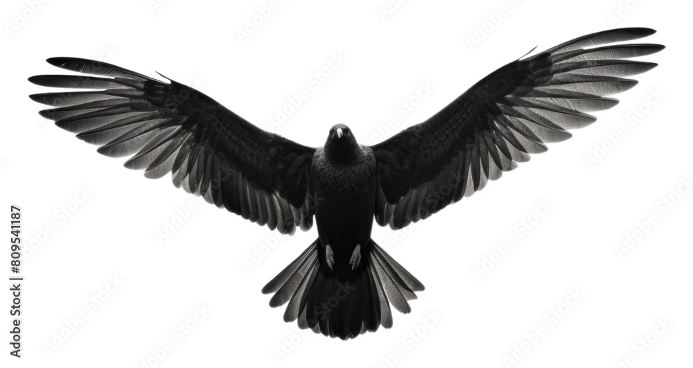 Naklejka premium PNG Bird flying in the sky animal black white. AI generated Image by rawpixel.