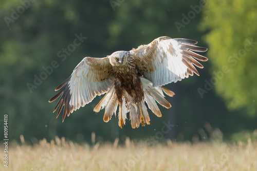 Western marsh harrier, Eurasian marsh harrier - Circus aeruginosus in flight with spread wings. Green background. Photo from Lubusz Voivodeship in Poland.	 photo