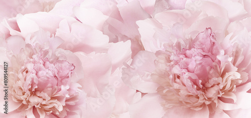 Pink peony flower. Floral background. Closeup. For design. Nature.