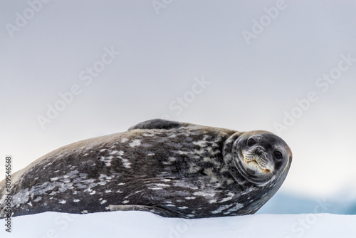 Close-up of a Weddell seal -Leptonychotes weddellii- resting on a small iceberg near Cuverville Island on the Antarctic peninsula photo