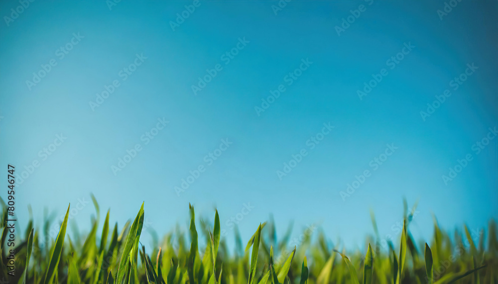 Green grass on blue clear sky