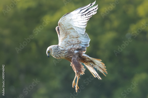 Western marsh harrier, Eurasian marsh harrier - Circus aeruginosus in flight with spread wings. Green background. Photo from Lubusz Voivodeship in Poland. photo