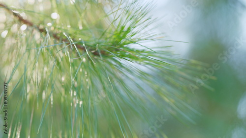 Evergreen Trees. Evergreen Fir Tree Pine With Needles. Pine Branch In The Spring. Bokeh. Out of focus.