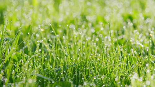 Blurred Grass Background With Water Drops. Dew Drops On Green Grass. Lush Foliage Meadow Under Warm Sunlight. Pan.