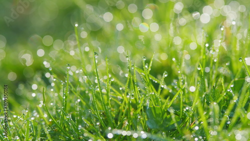 Fresh Morning Dew At Sunrise. Spring Green Grass With Dew Drops In Beautiful Backlight. Pan.