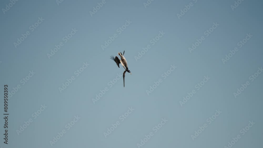 Pelican Flying Towards The Water To Dive For Fish In Baja California Sur, Cabo San Lucas, Mexico. - tracking shot Pelican Flying Towards The Water To Dive For Fish In Baja California Sur, Cabo San Lucas, Mexico. - tracking shot