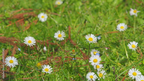 Tender Daisies Spring Background. Field Of Green Grass And Blooming Daisies. Close up.