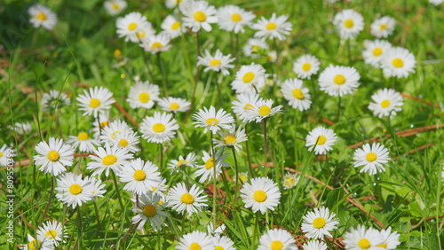 Concept Of Fidelity. Surface Of Green Grass With Daisies. Lot Of White Yellow Daisies. Close up.