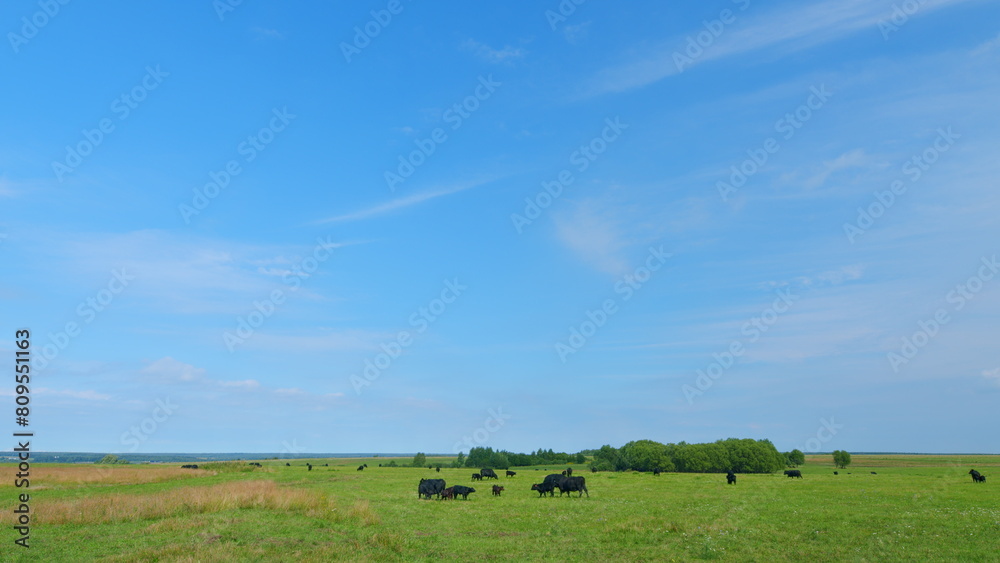 Adult black cow eating grass in a meadow. Cute black cow in pasture.