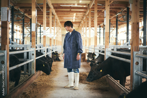 早朝牛の世話をする日本の畜産農家 photo