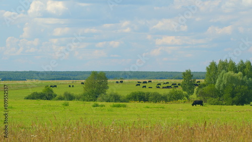 Black Angus In Summer Green Grassy Meadow. Skyline With Fluffy White Clouds In A Blue Sky.