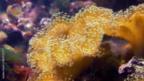 Toadstool Leather Coral sways in aquarium. Sarcophyton spp. soft coral with stars shaped polyps, deep sea life close up